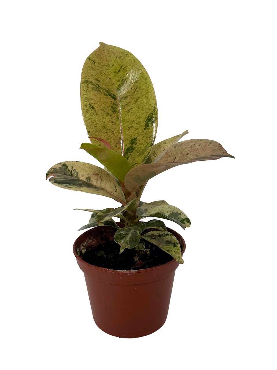 Rare Elastica 'shivereana' Ficus - Moonshine Rubber Tree - 2.5" Pot